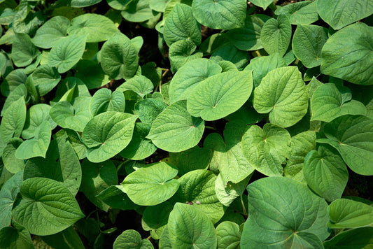 a kava plant