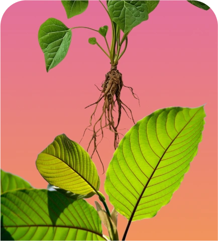 Everything you need to know about Kava and Kratom.
